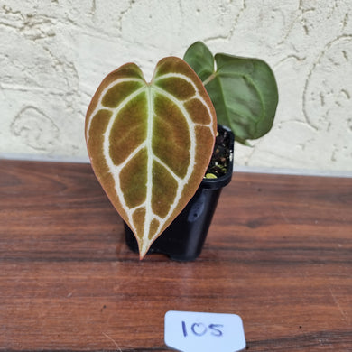 #105 Dark Anthurium Crystallinum x