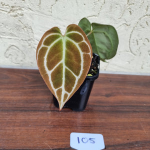 #105 Dark Anthurium Crystallinum x