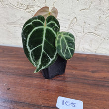 Load image into Gallery viewer, #105 Dark Anthurium Crystallinum x