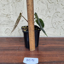 Load image into Gallery viewer, #105 Dark Anthurium Crystallinum x