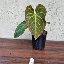 Load image into Gallery viewer, #2 Anthurium NOID