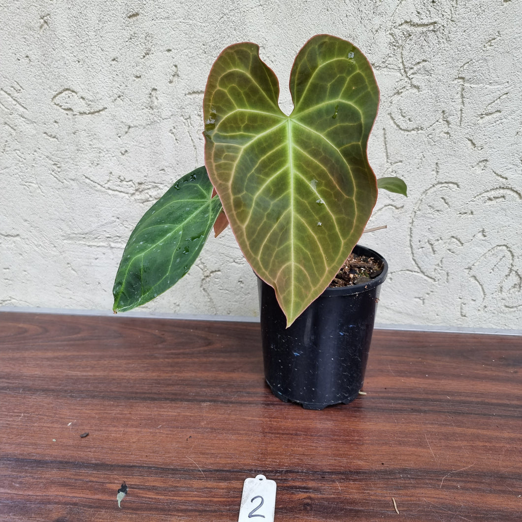 #2 Anthurium NOID