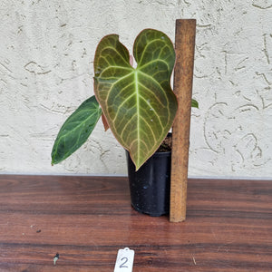 #2 Anthurium NOID