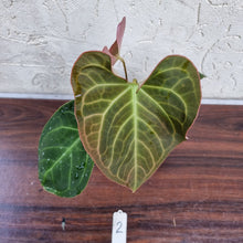 Load image into Gallery viewer, #2 Anthurium NOID