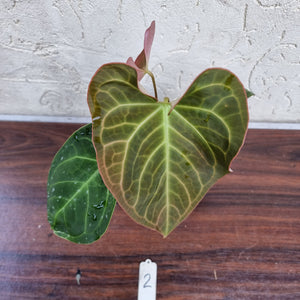 #2 Anthurium NOID