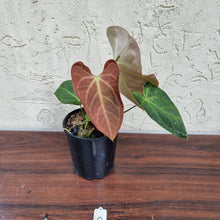 Load image into Gallery viewer, #2 Anthurium NOID