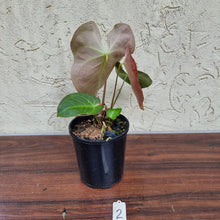 Load image into Gallery viewer, #2 Anthurium NOID