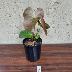 #2 Anthurium NOID