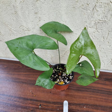 Load image into Gallery viewer, #17 Anthurium Berriozabalense