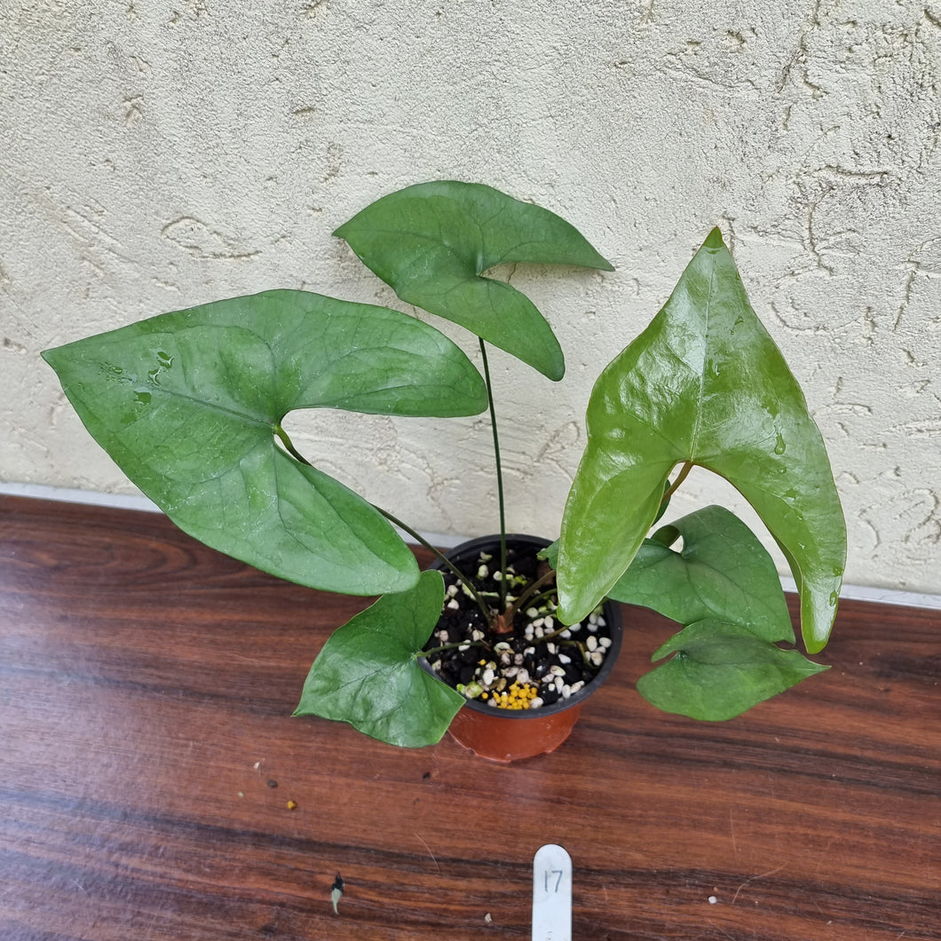 #17 Anthurium Berriozabalense