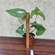 Load image into Gallery viewer, #17 Anthurium Berriozabalense