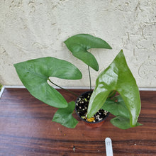 Load image into Gallery viewer, #17 Anthurium Berriozabalense