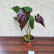 Load image into Gallery viewer, #107 Anthurium Moodeanum