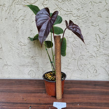 Load image into Gallery viewer, #107 Anthurium Moodeanum