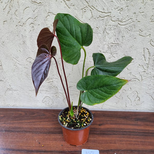 #107 Anthurium Moodeanum