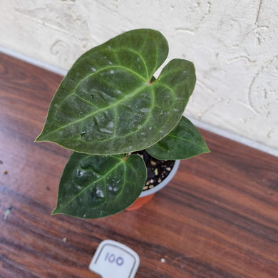 #100 Anthurium Dressleri x Forgetii