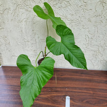 Load image into Gallery viewer, #77 Anthurium Balaoanum
