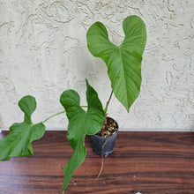 Load image into Gallery viewer, #77 Anthurium Balaoanum