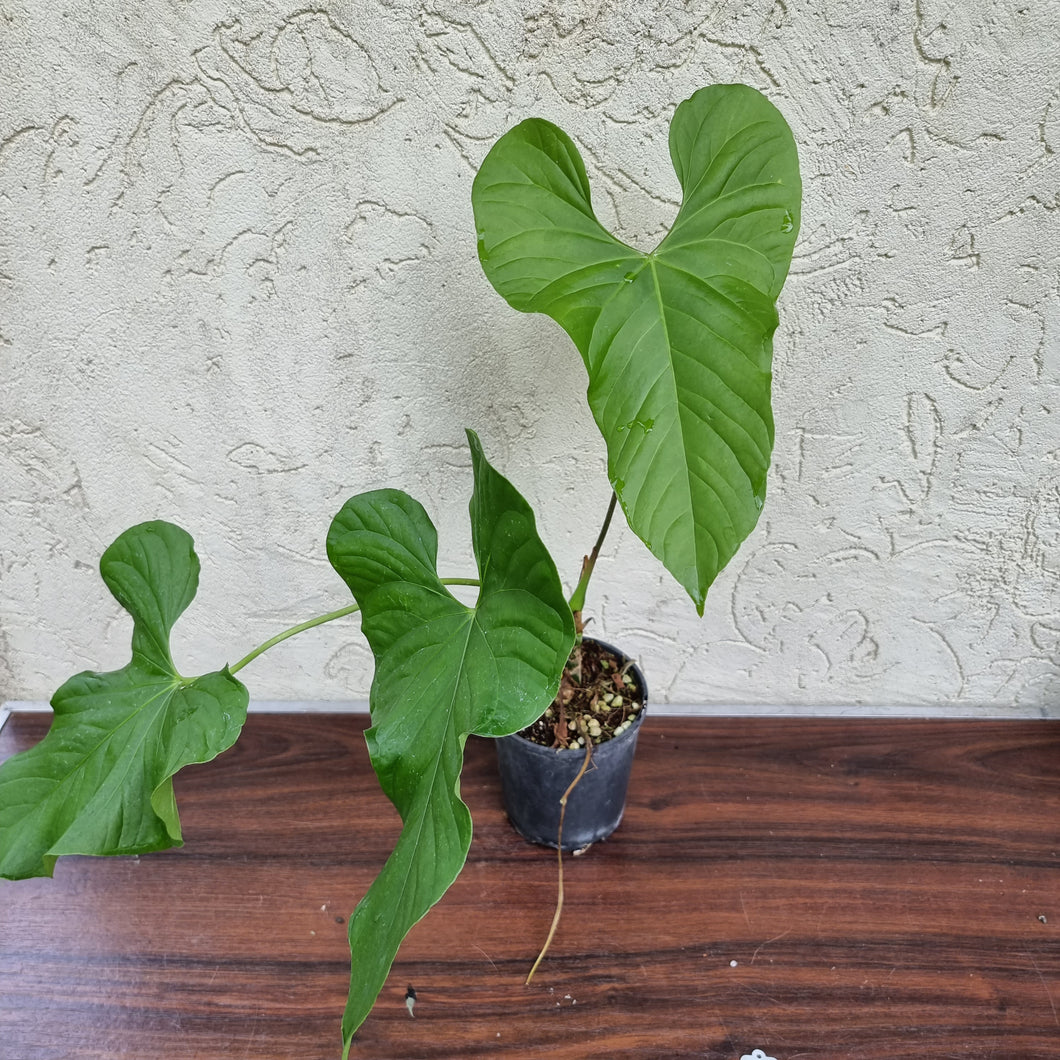 #77 Anthurium Balaoanum