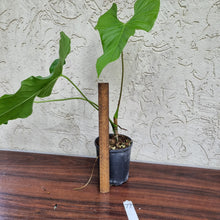 Load image into Gallery viewer, #77 Anthurium Balaoanum