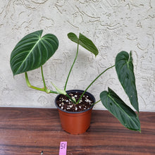 Load image into Gallery viewer, #51 Philodendron Glorious (Melanochrysum x Gloriosum)