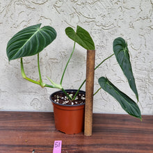 Load image into Gallery viewer, #51 Philodendron Glorious (Melanochrysum x Gloriosum)