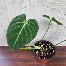 Load image into Gallery viewer, #51 Philodendron Glorious (Melanochrysum x Gloriosum)