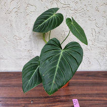 Load image into Gallery viewer, #51 Philodendron Glorious (Melanochrysum x Gloriosum)