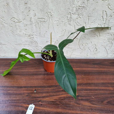 #12 Philodendron 69686 - 'Big Ears'