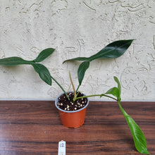 Load image into Gallery viewer, #12 Philodendron 69686 - &#39;Big Ears&#39;