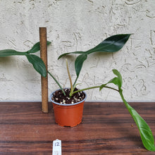 Load image into Gallery viewer, #12 Philodendron 69686 - &#39;Big Ears&#39;