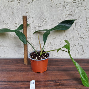 #12 Philodendron 69686 - 'Big Ears'