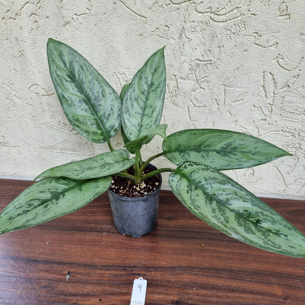 #9 Aglaonema Unknown