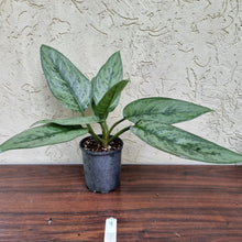 Load image into Gallery viewer, #9 Aglaonema Unknown
