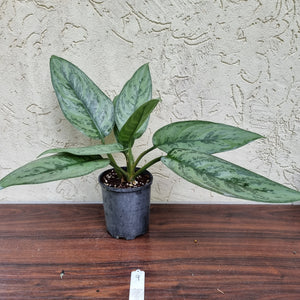 #9 Aglaonema Unknown