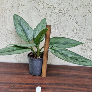 #9 Aglaonema Unknown