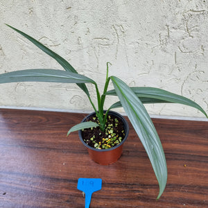 #109 Epipremnum Amplissimum