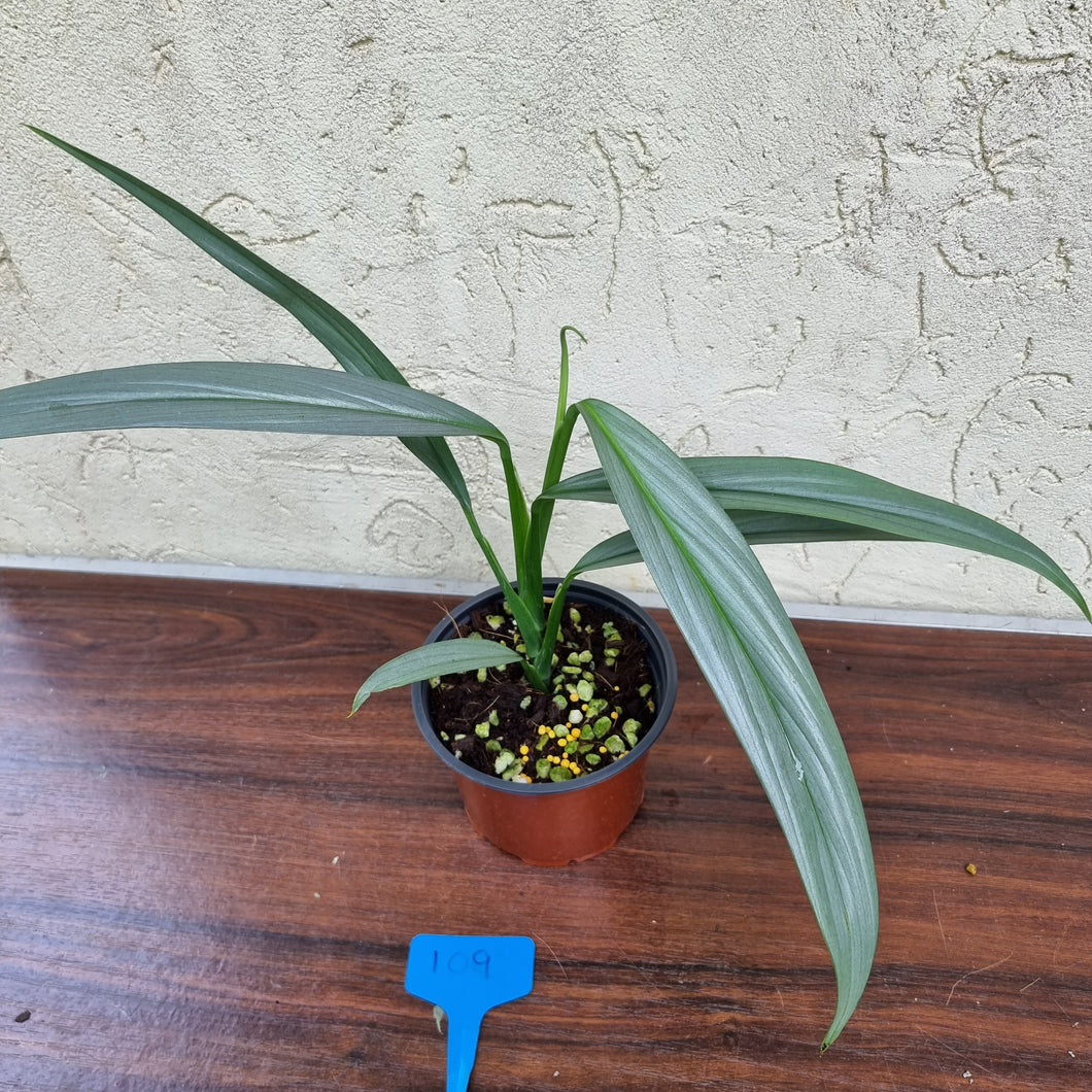 #109 Epipremnum Amplissimum