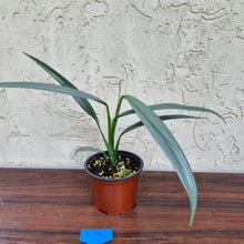 Load image into Gallery viewer, #109 Epipremnum Amplissimum