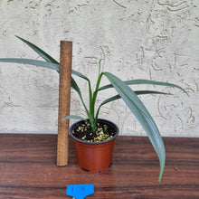 Load image into Gallery viewer, #109 Epipremnum Amplissimum