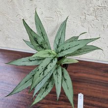 Load image into Gallery viewer, #5 Aglaonema Unknown