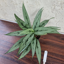Load image into Gallery viewer, #5 Aglaonema Unknown