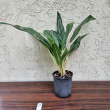 Load image into Gallery viewer, #7 Aglaonema Unknown