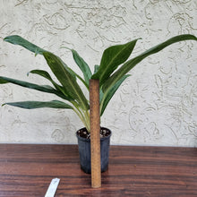 Load image into Gallery viewer, #7 Aglaonema Unknown