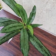 Load image into Gallery viewer, #7 Aglaonema Unknown