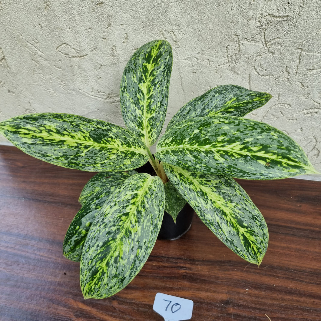 #70 Aglaonema Milkyway