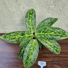 Load image into Gallery viewer, #70 Aglaonema Milkyway