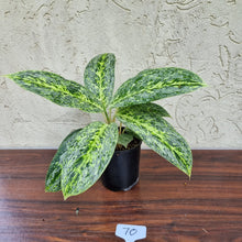 Load image into Gallery viewer, #70 Aglaonema Milkyway