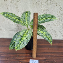 Load image into Gallery viewer, #70 Aglaonema Milkyway