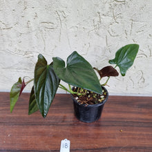 Load image into Gallery viewer, #18 Syngonium Erythrophyllum